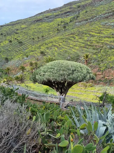 fargesia murielae light green Fargesia murielae Lava – Future Forests main image 1