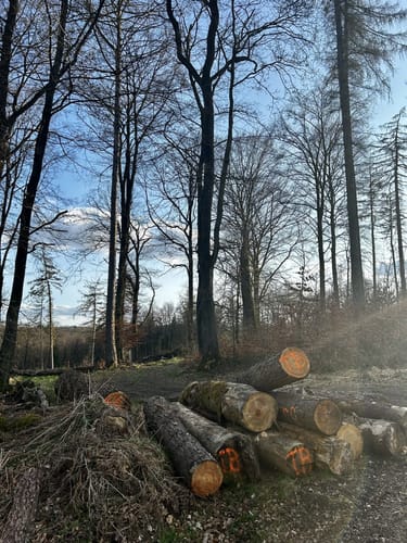 Von Menden zum Traeberts Teich