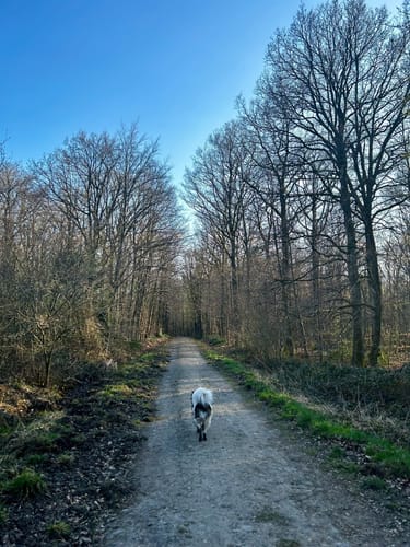 Von Menden zum Traeberts Teich
