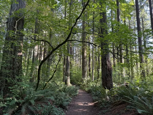 10 Best forest trails in Beaverton | AllTrails