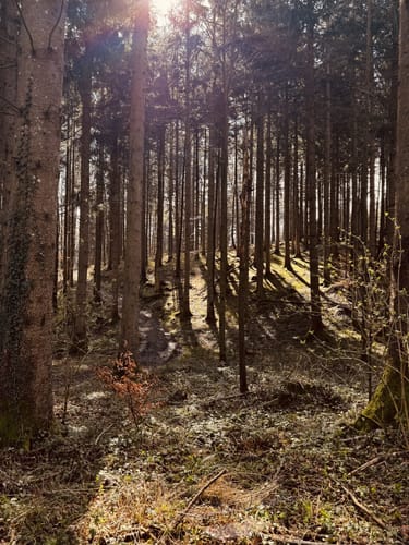 Hochriesbahn Mittelstation - Schmiedalm Rundwanderung