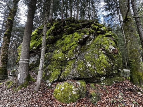 Hochriesbahn Mittelstation - Schmiedalm Rundwanderung