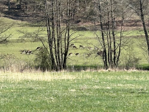 Scherweiher - Dornberg - Walkmühle