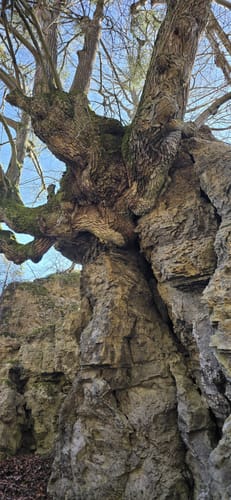 Frankenhäuser Karst P2 (Premiumwanderweg)