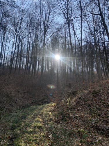 Waldschluchtenweg (Traumpfad)