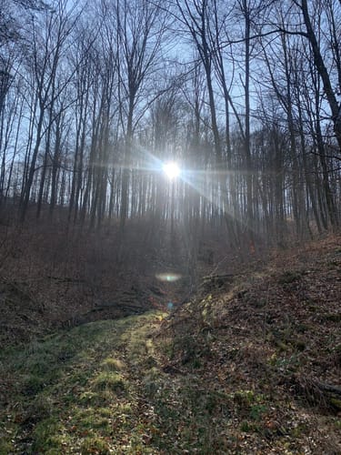 Waldschluchtenweg (Traumpfad)