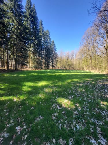 Durchs Syker Friedeholz