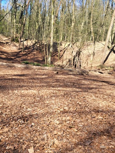 Durchs Syker Friedeholz