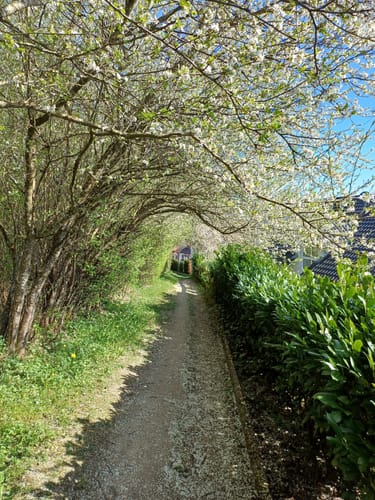 Bermaringen Waldwiesen (Premiumwanderweg)
