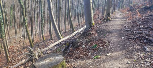 Wieterturm - Breiteberg Rundwanderung