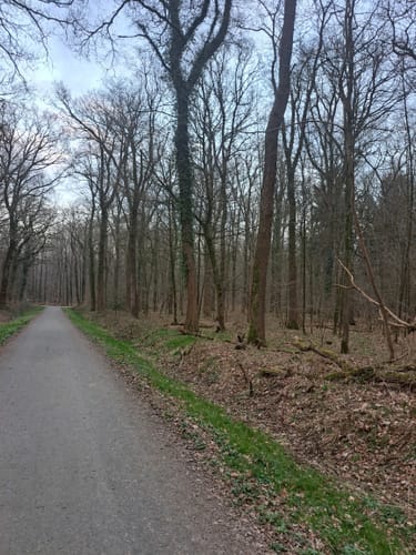 Kleine Runde im Hasbruch