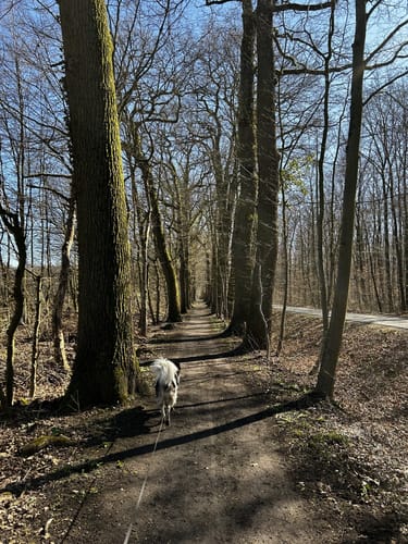 Großer Rundweg Geisterholz
