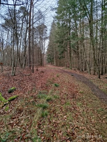 Rundwanderweg Hetschbach 1: Spitz-Berg-Weg