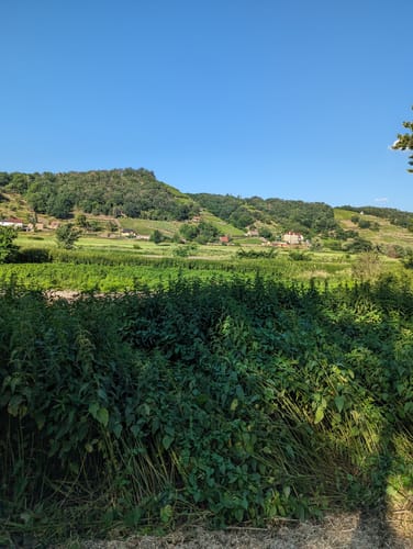 Elbtour ab Coswig