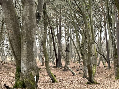 Von Prerow zum Darßer Weststrand