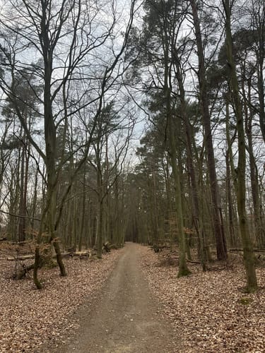 Von Prerow zum Darßer Weststrand