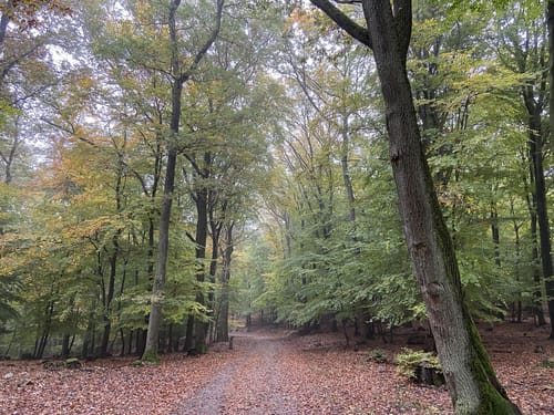 RheinBurgenWeg Etappe 12: Bacharach - Trechtingshausen