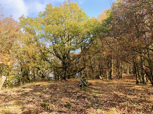 Bad Endbacher Wandermarathon