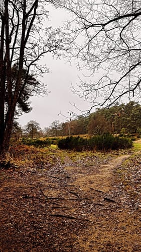Der Heideweg
