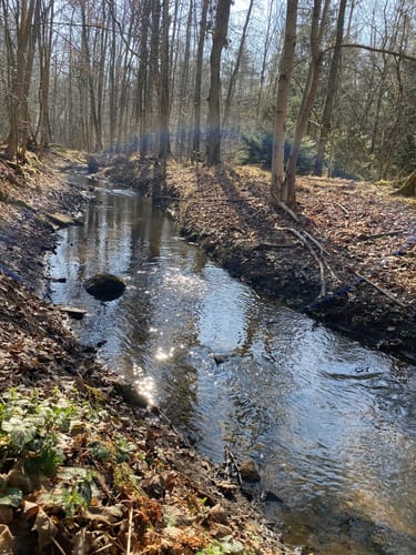 Valznerweiher im Lorenzer Reichswald