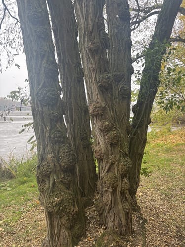 Rundweg Großer Dutzendteich