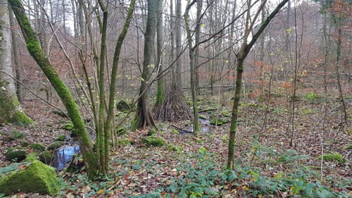 MTB: Heiligenberg Tour