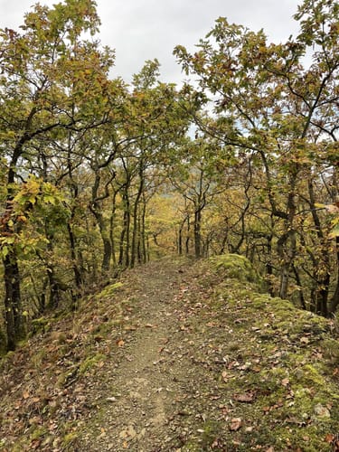 Saar-Hunsrück-Steig Etappe 24: Oppenhausen - Boppard