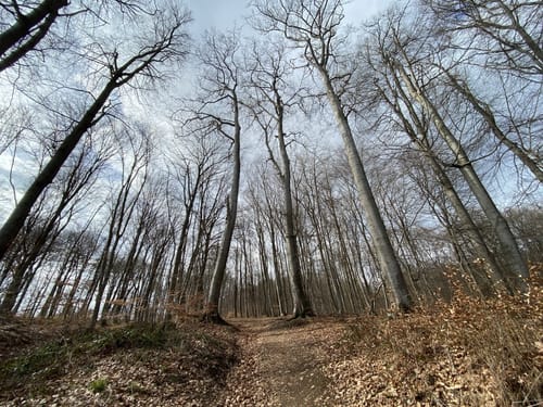Traumpfädchen Kleiner Stern (Premiumspazierwanderweg)
