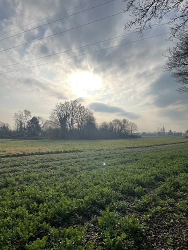 Durch die Schwanheimer Düne