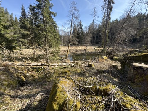 Uferpfad-Runde Waldnaabtal (lang)
