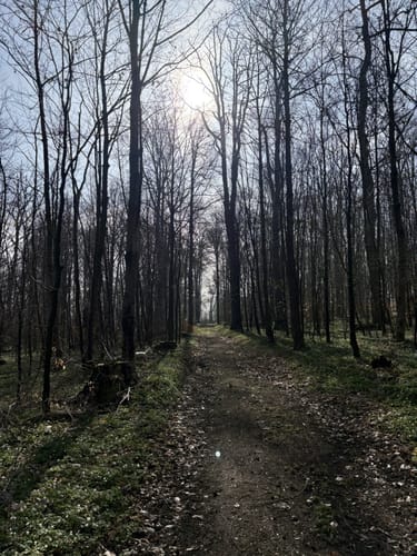 Rundwanderweg Mammutbaum