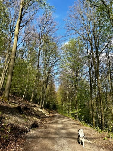 Pingsiepen Runde