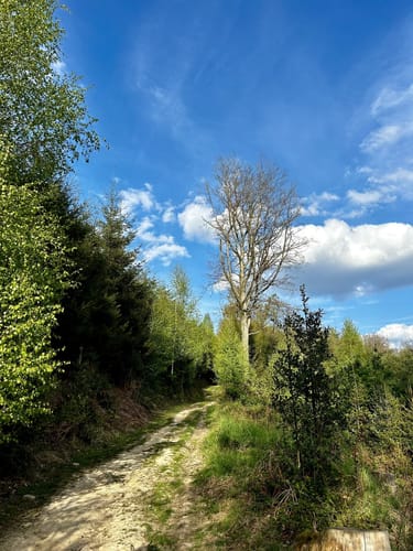 Pingsiepen Runde
