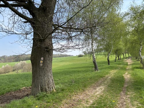 Nibelungensteig Etappe 1: Zwingenberg - Lindenfels