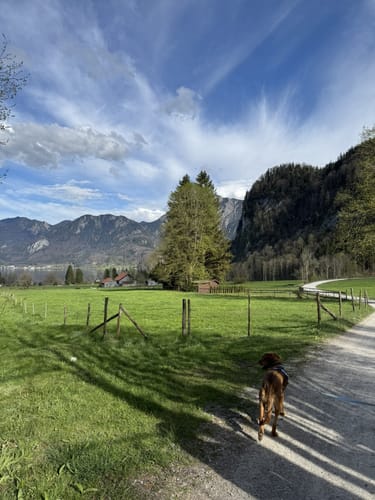 Am Kochelsee zwischen Schlehdorf und Rau