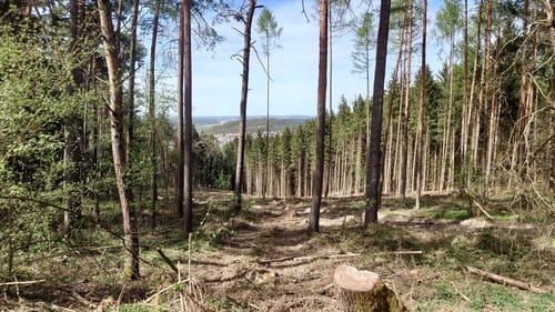 Wanderfreunde Regenstauf: Eichhornweg