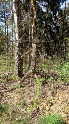 Wanderfreunde Regenstauf: Eichhornweg