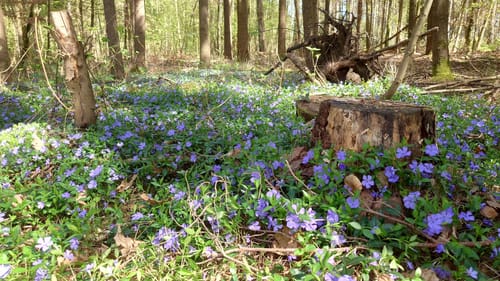 Wanderfreunde Regenstauf: Eichhornweg