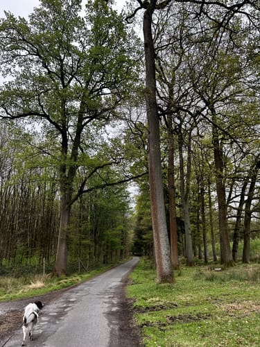 Durch den Wildpark Dülmen