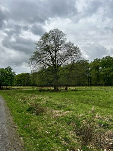 Durch den Wildpark Dülmen
