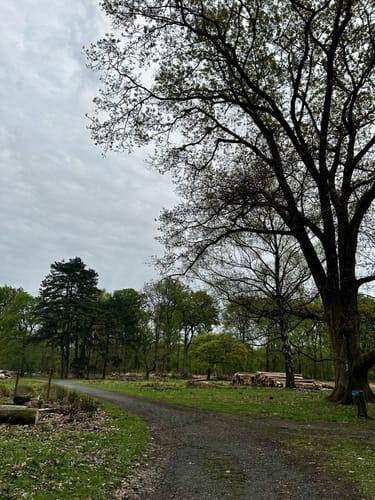 Durch den Wildpark Dülmen