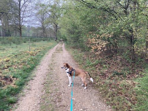 Wahner-Heide: Geisterbusch Tour