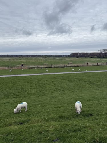 An der Elbe bei Wedel