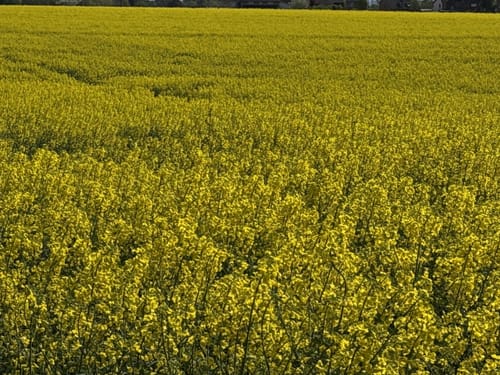 Kapellenweg Gillrath