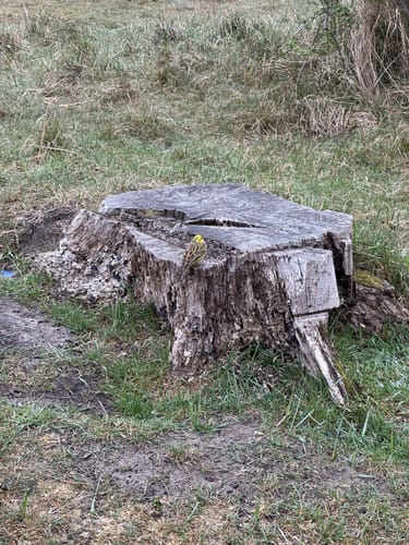 Boberger Niederung mit Boberger Dünen