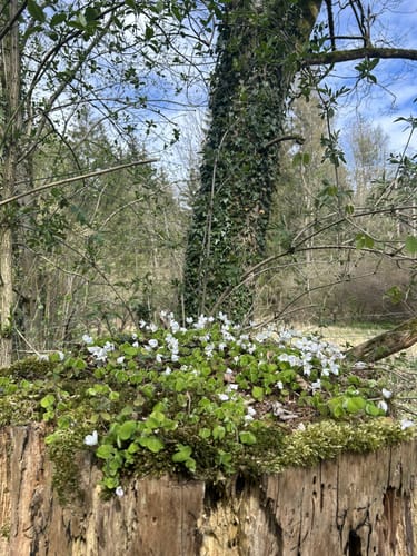 Externsteine - Falkenburg Runde