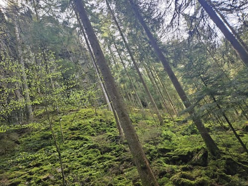Klösterle Schleife (Genießerpfad)