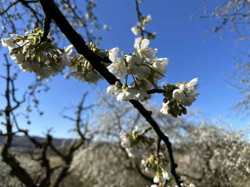 Streuobstwiesen Runde bei Golmbach