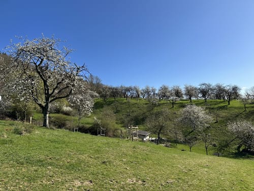 Streuobstwiesen Runde bei Golmbach