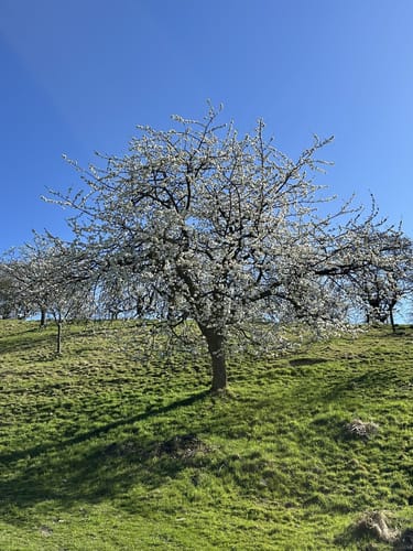 Streuobstwiesen Runde bei Golmbach